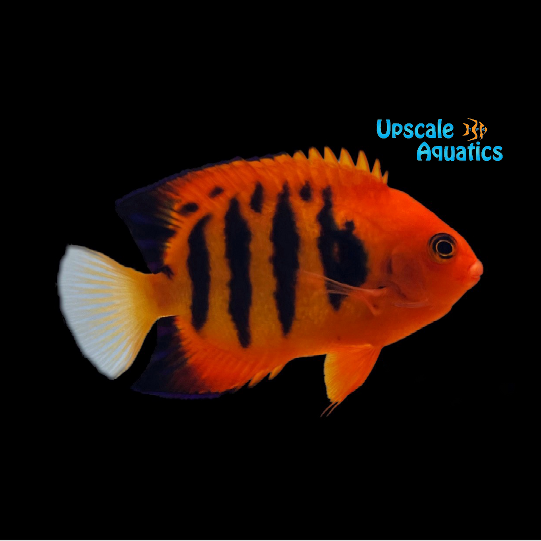 Marine Angelfish – Upscale Aquatics