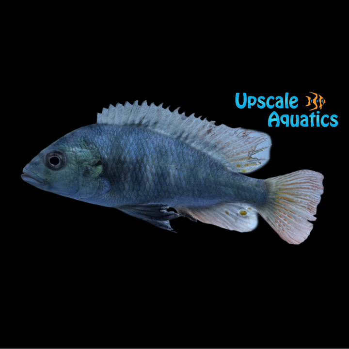 Thickskin Obliquidens Hap (Haplochromis sp. 44)
