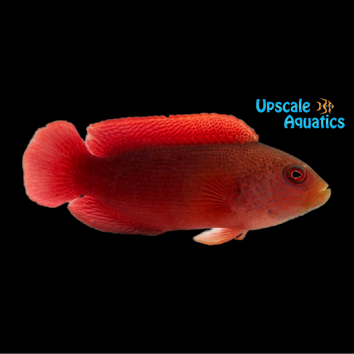 Firetail Dottyback (Labracinus cyclophthalmus)