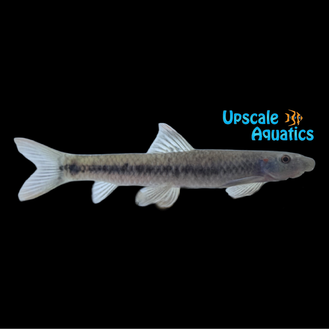 Redeared Garra (Garra waterloti)