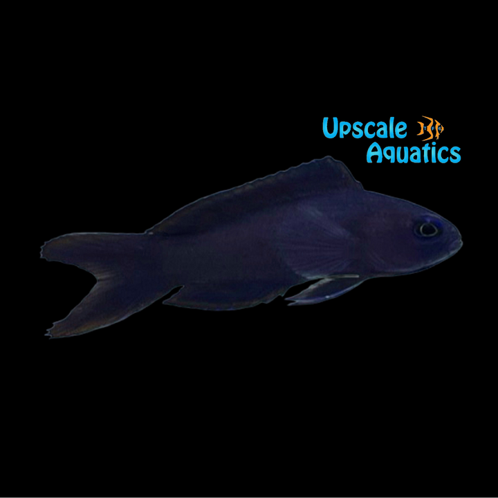 Macneill's Blue Assessor Basslet (Assessor macneilli)