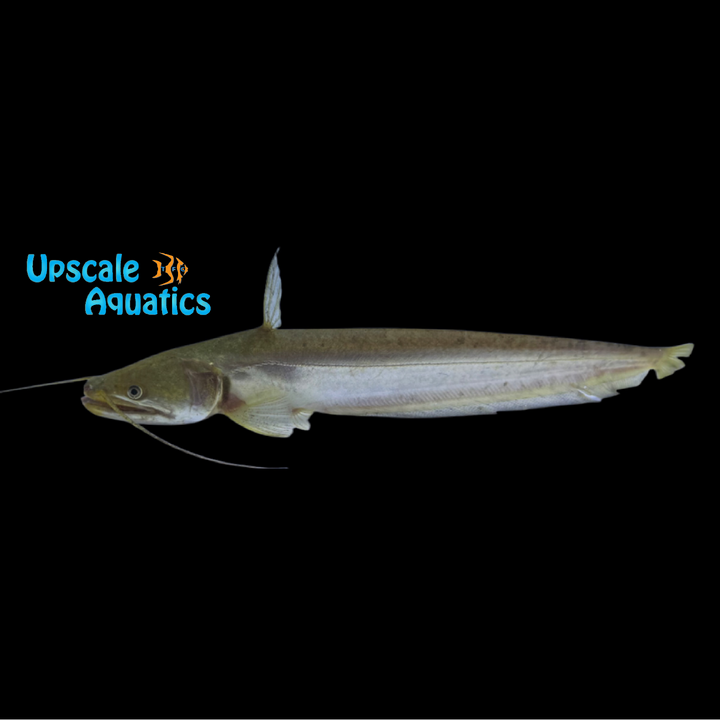 Helicopter Wallago Catfish (Wallago attu)