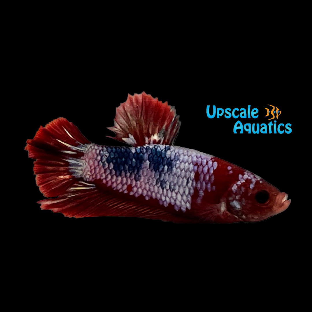 Hellboy Plakat Betta - Male (Betta splendens)