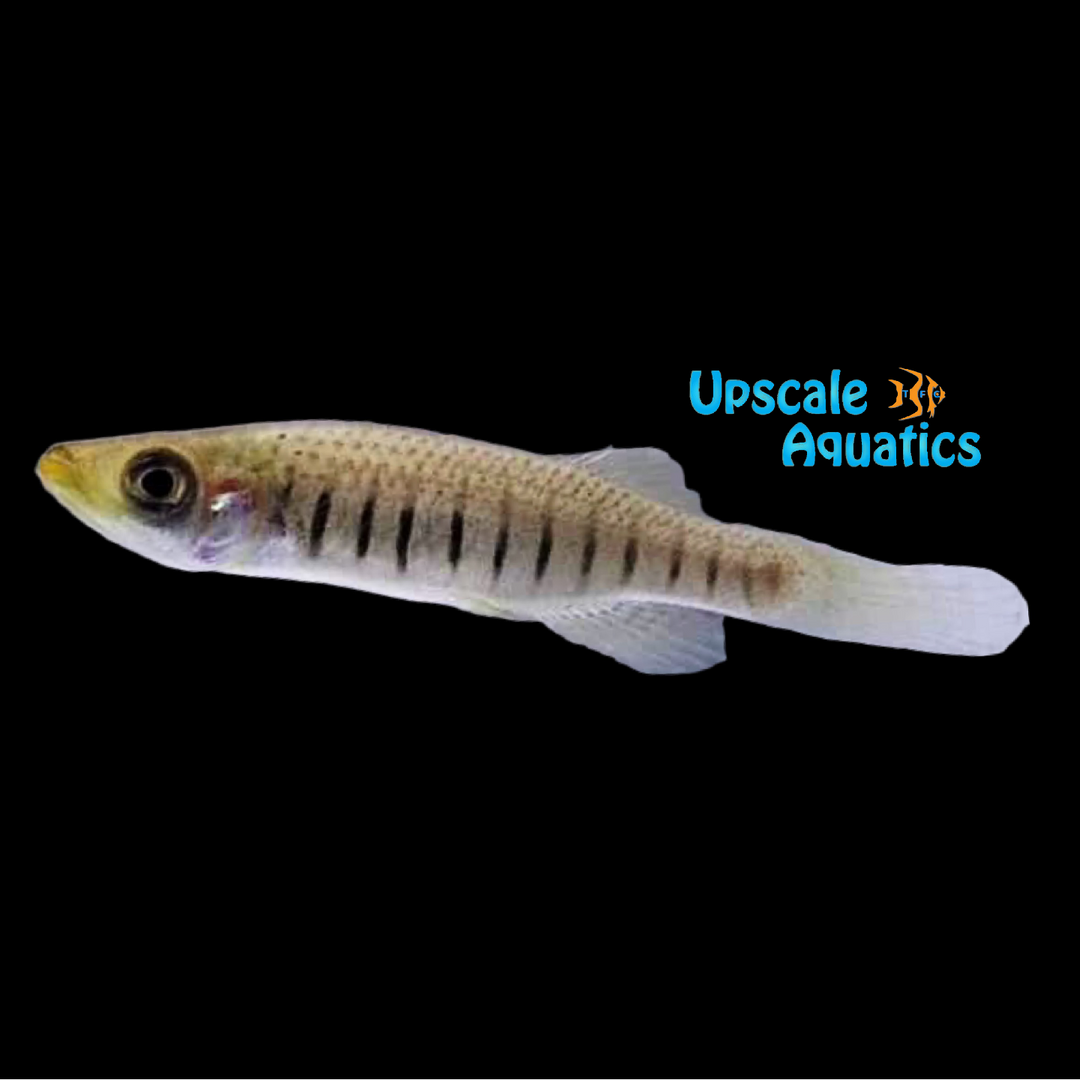 Lined Topminnow Killifish (Fundulus lineolatus)
