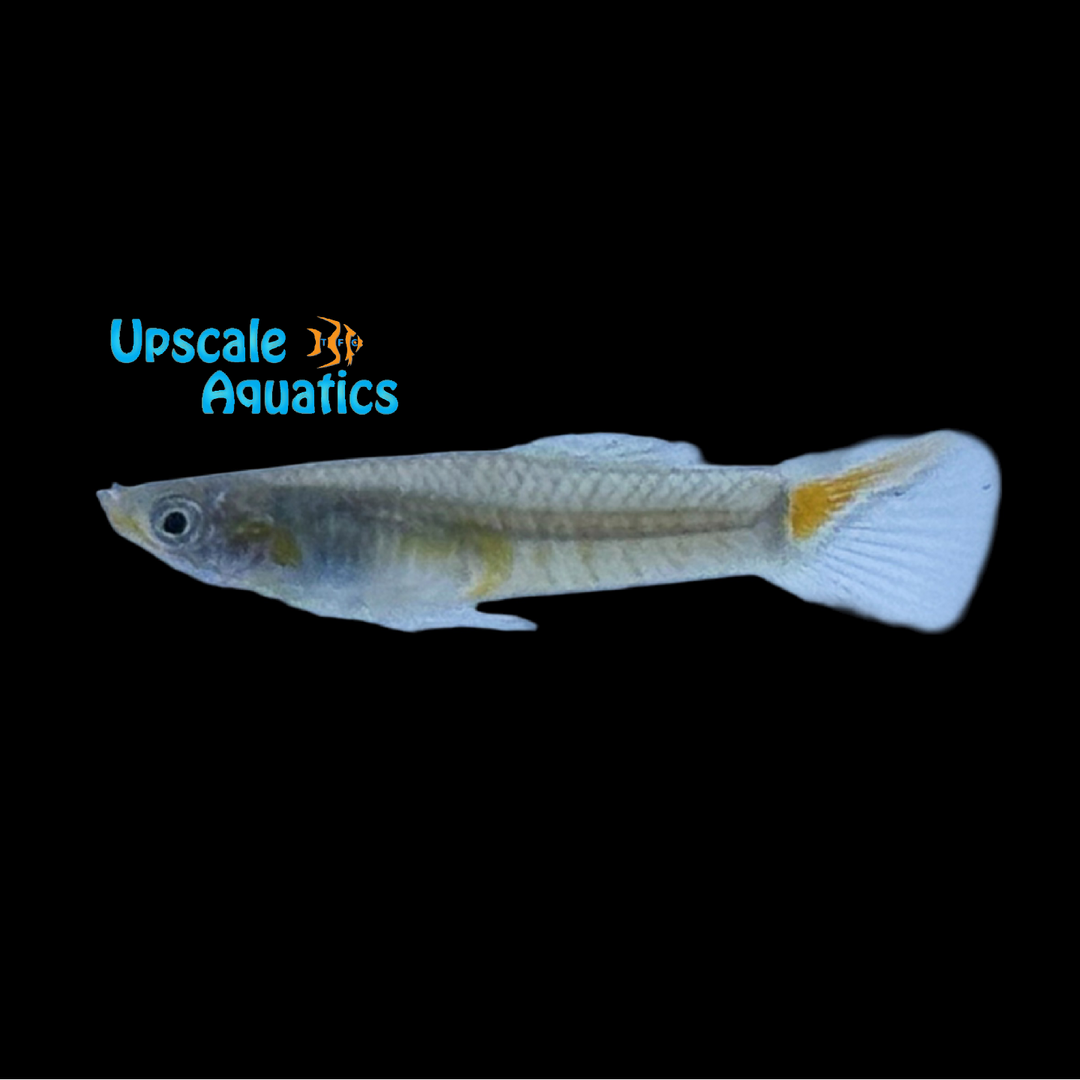 Red Parae Guppy (Micropoecilia parae)