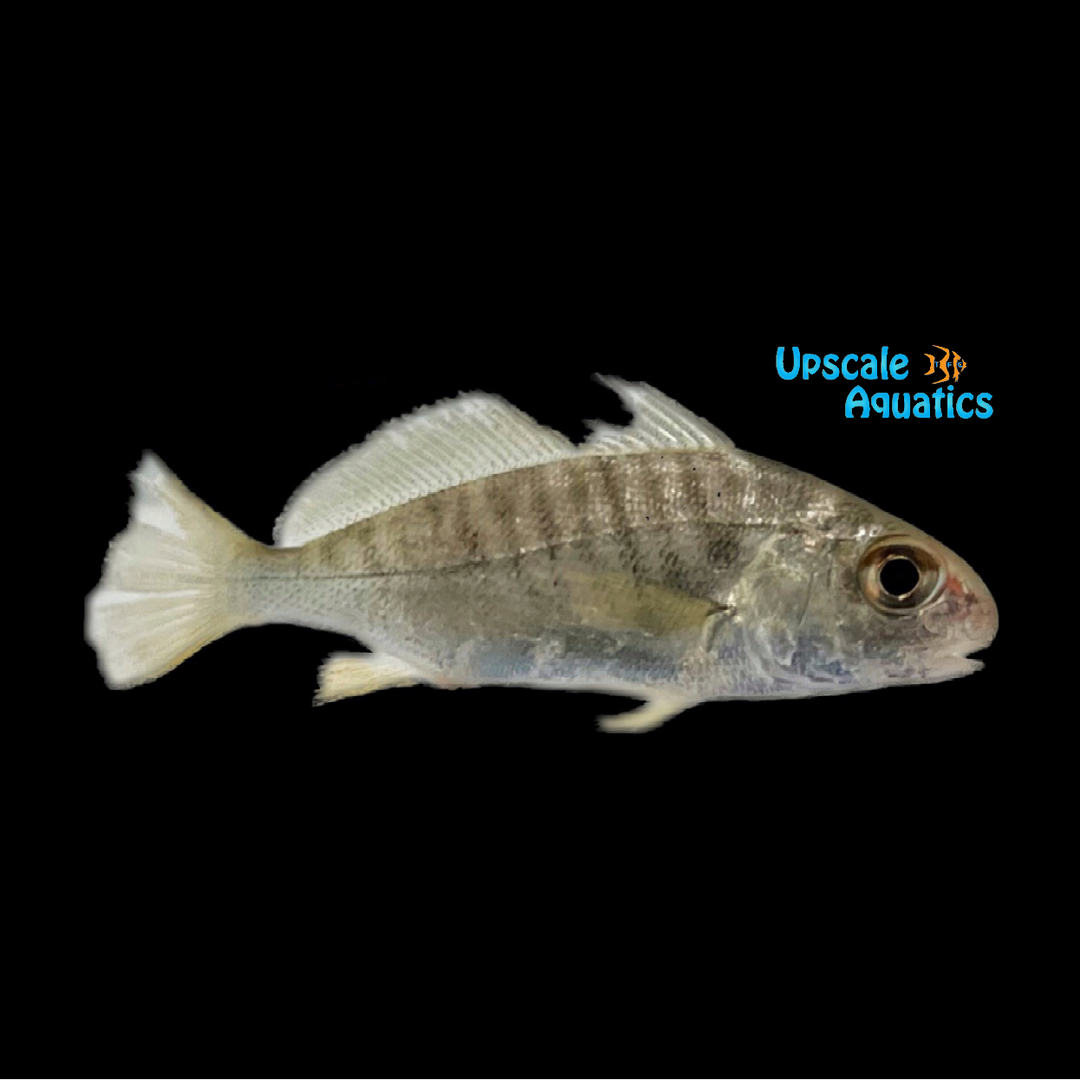 Atlantic Croaker (Micropogonia undulatus)