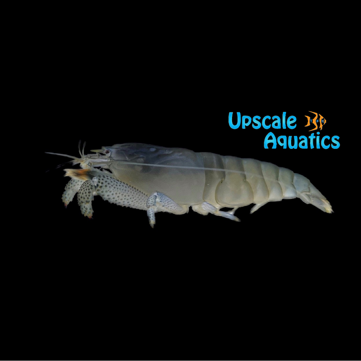 Vampire Shrimp (Atya gabonensis)