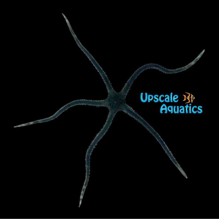 Green Brittle Starfish (Ophiarachna incrassata)