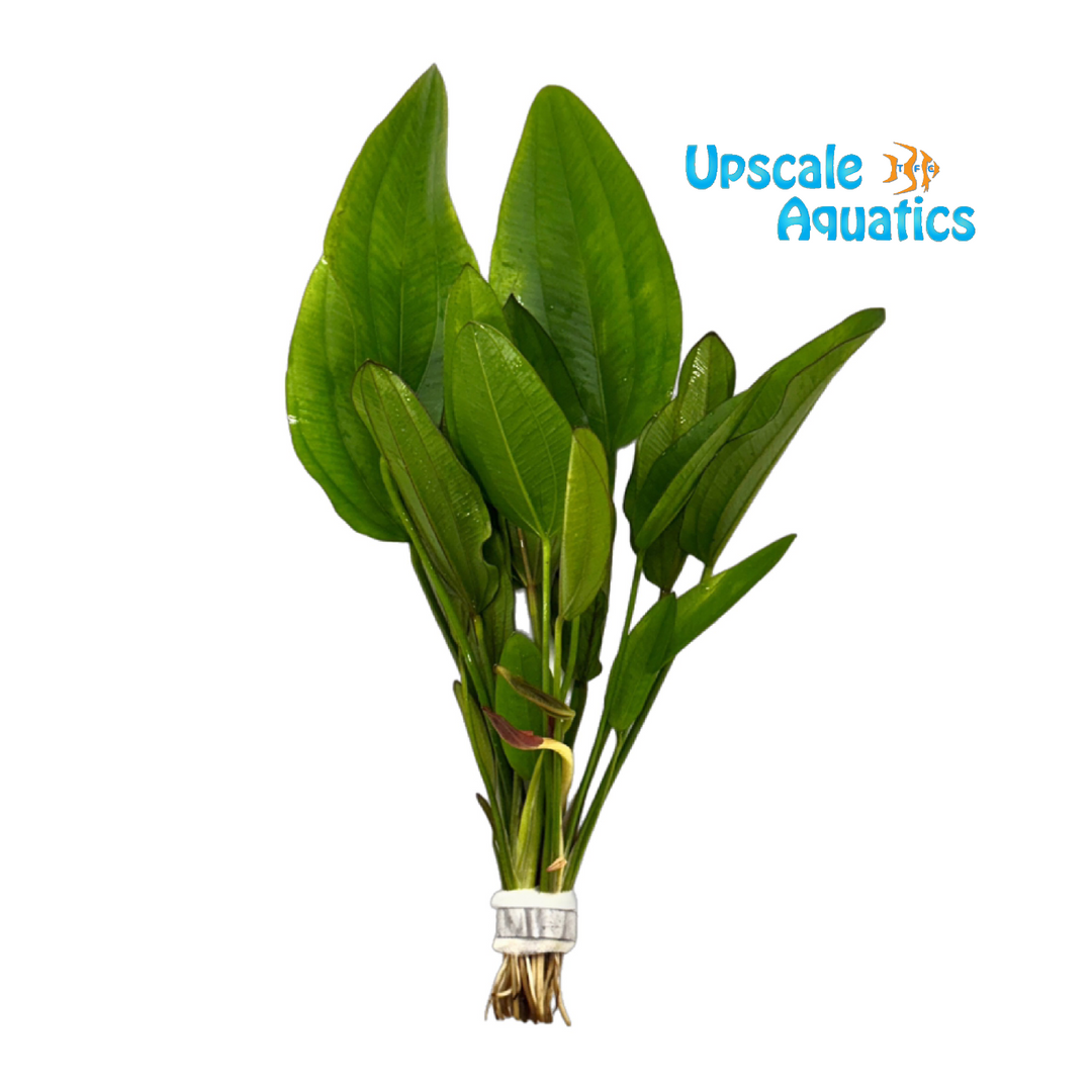 Variegated Red Edge Sword (Echinodorus sp. red edge variegated)