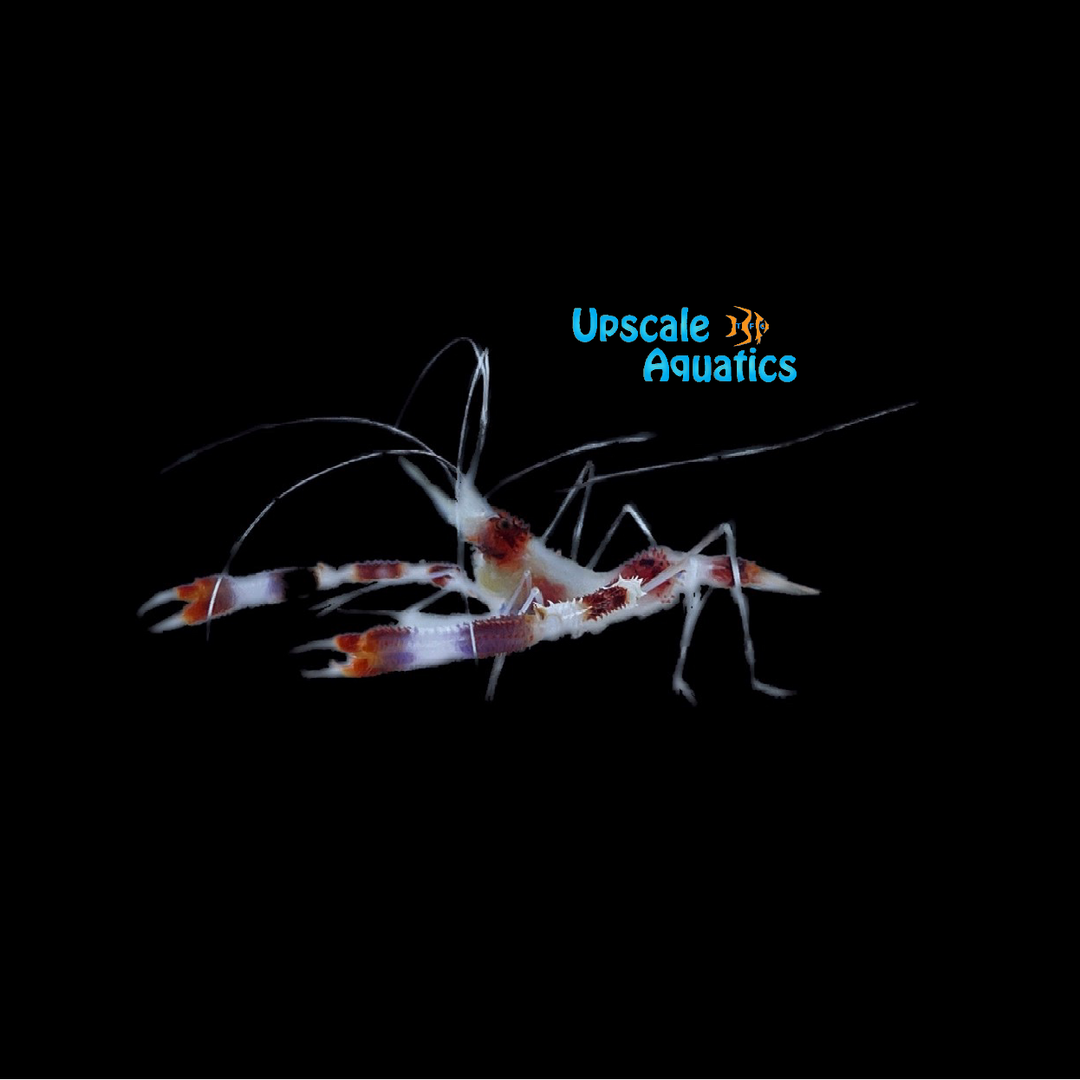 Coral Banded Shrimp (Stenopus hispidus)