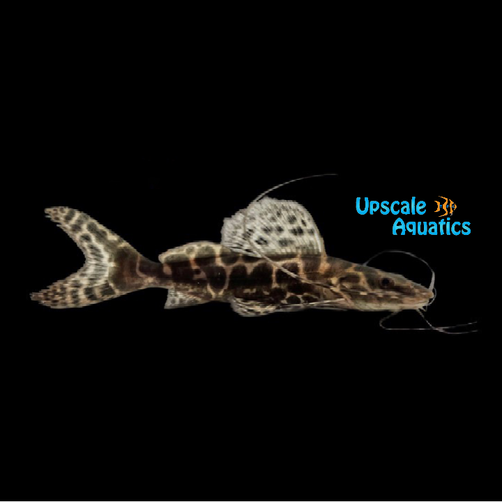 Marble Achara Catfish (Leiarius marmoratus)