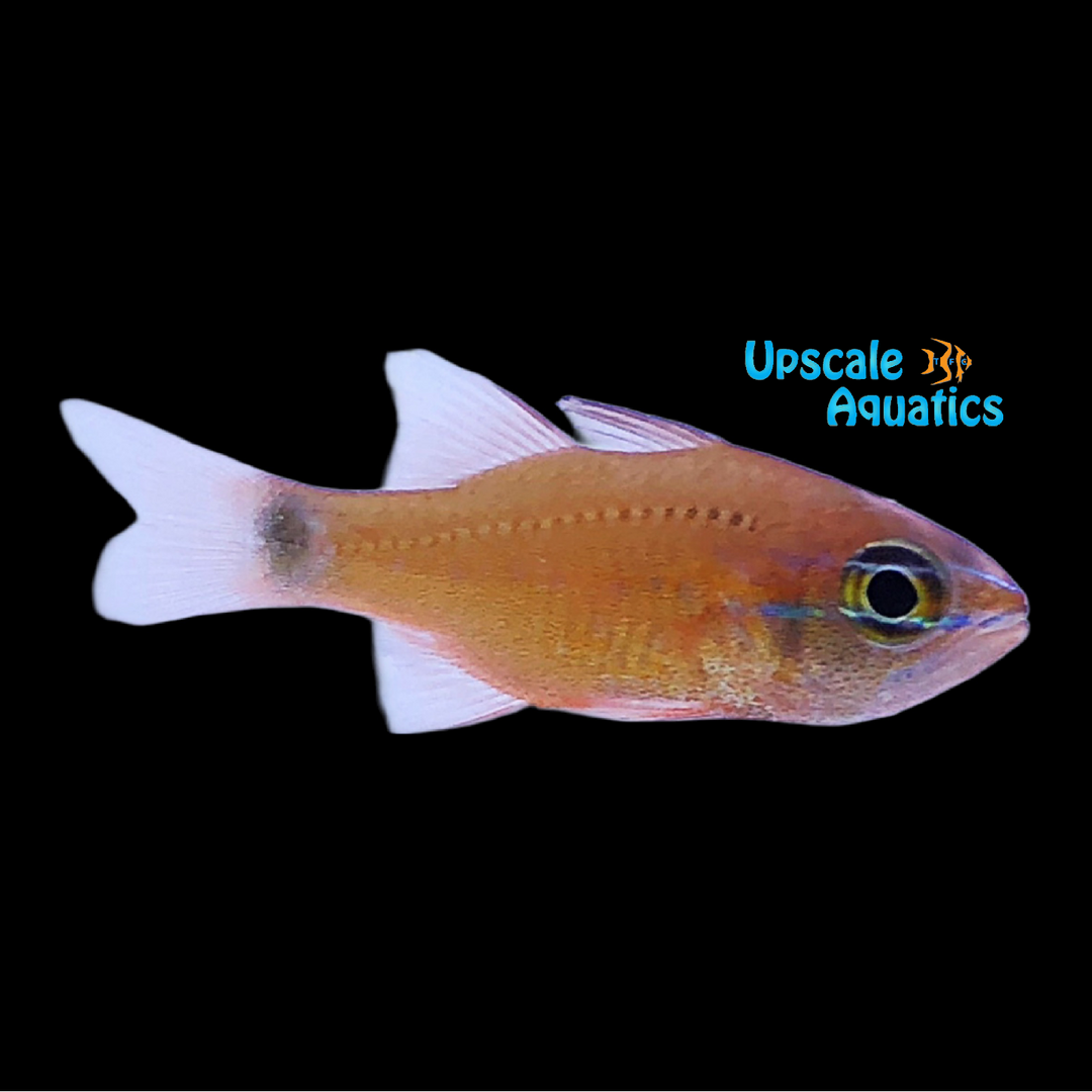 Flower Cardinalfish (Ostorhinchus fleurieu)