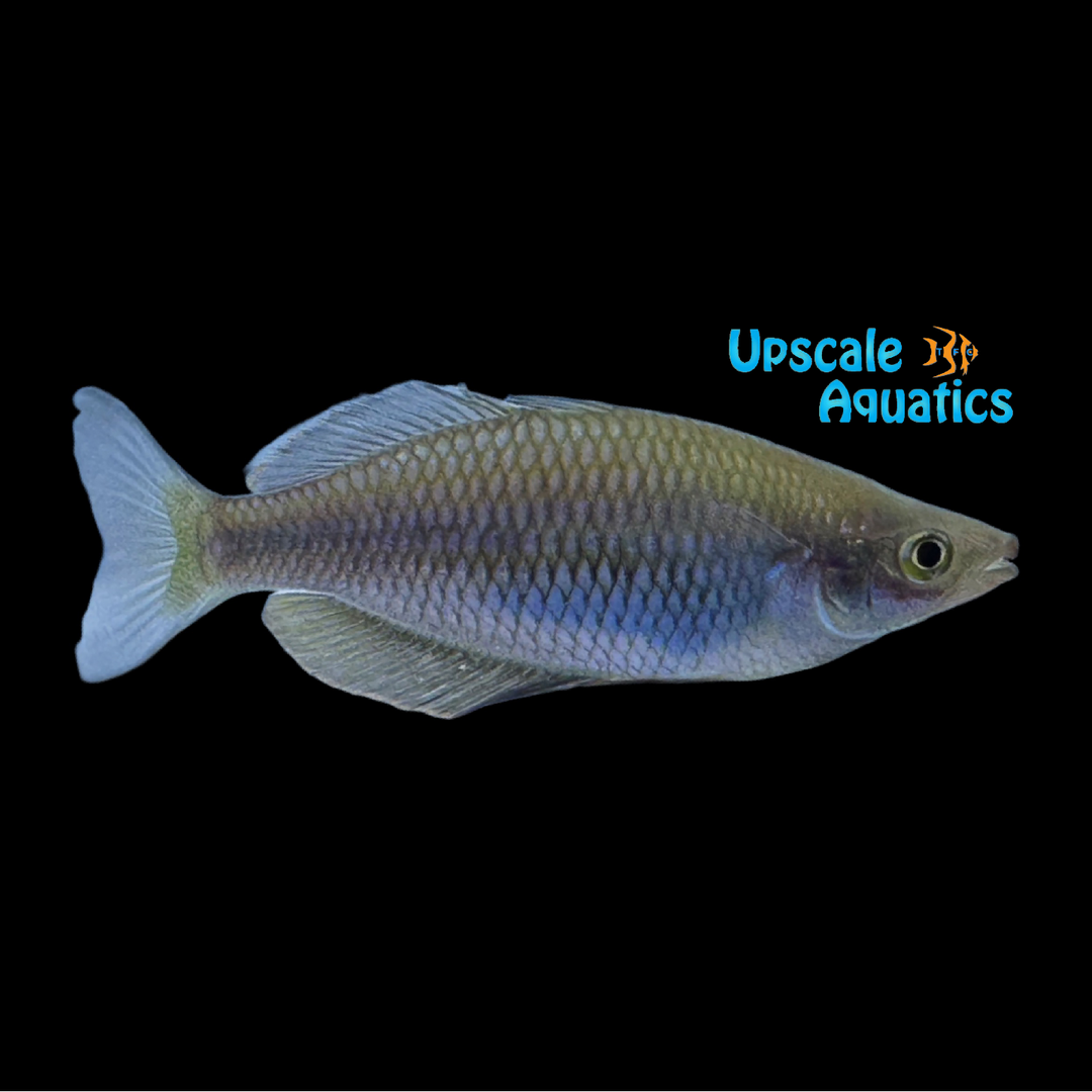 Kali Merah Rainbowfish 'Wild' (Melanotaenia sp. Kali Merah)