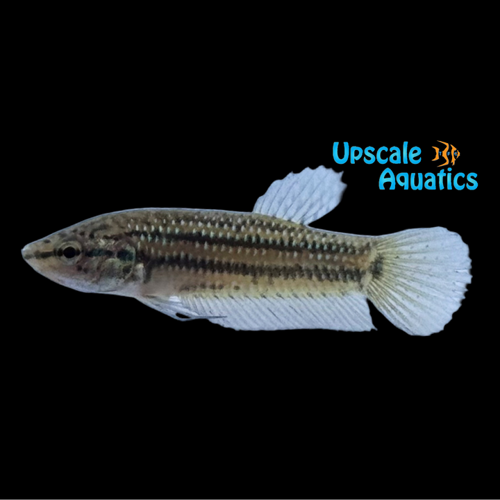 Blue Dream Betta (Betta mahachaiensis)