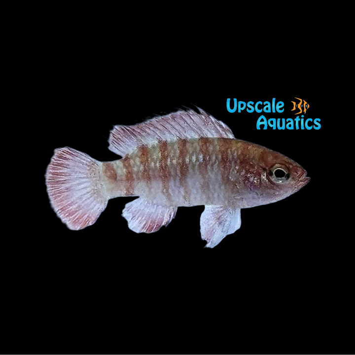 Scarlet Badis (Dario dario)