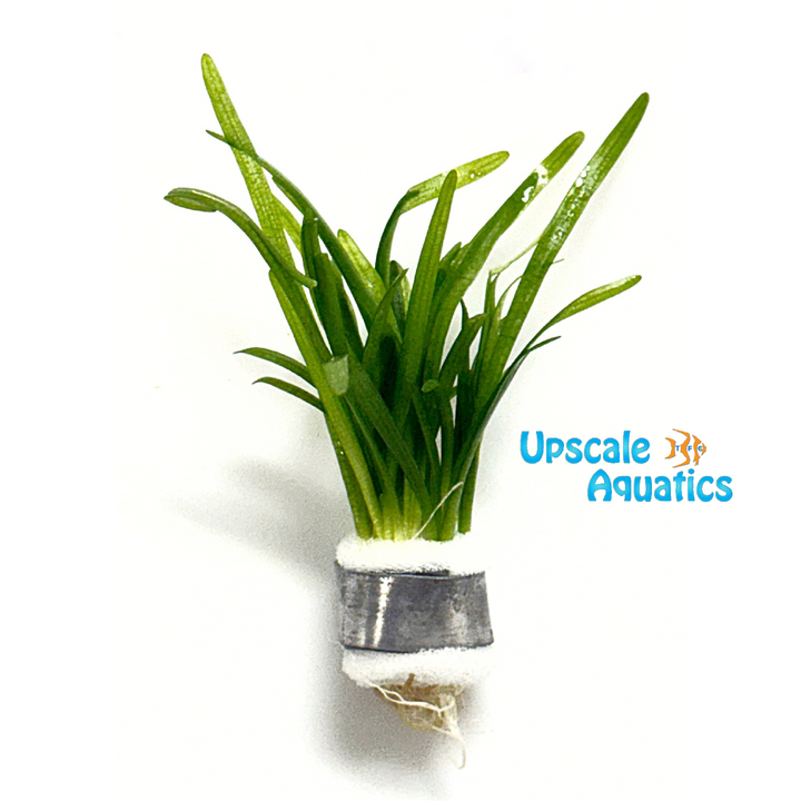 Pusillus Sagittaria (Sagittaria pusillus)