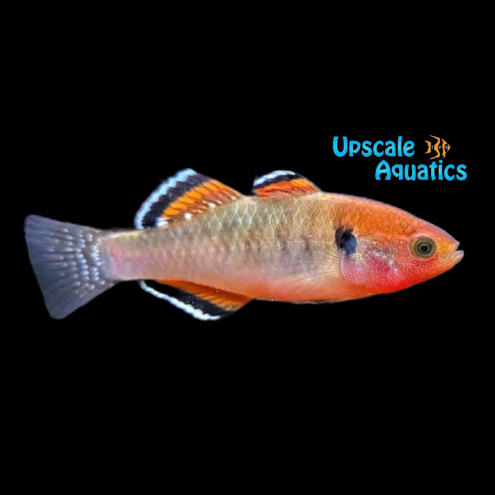 Empire Gudgeon (Hypseleotris compressa)