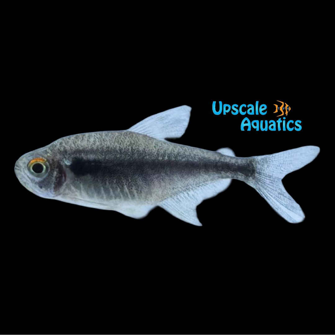 Diamond Head Black Neon Tetra ( Hyphessobrycon herbertaxelrodi var)