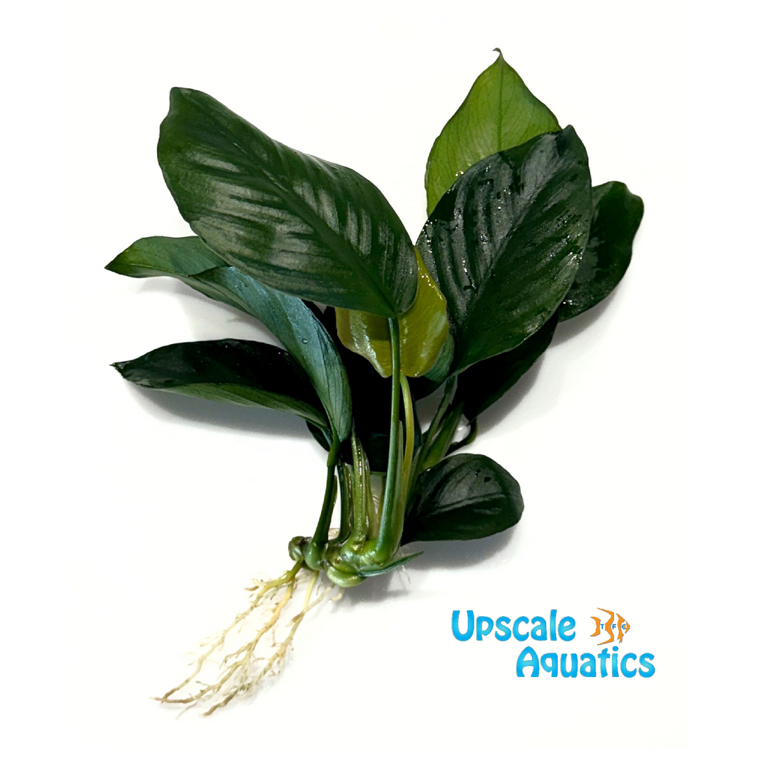 Diamond Anubias (Anubias barteri var. nana 'Diamond')