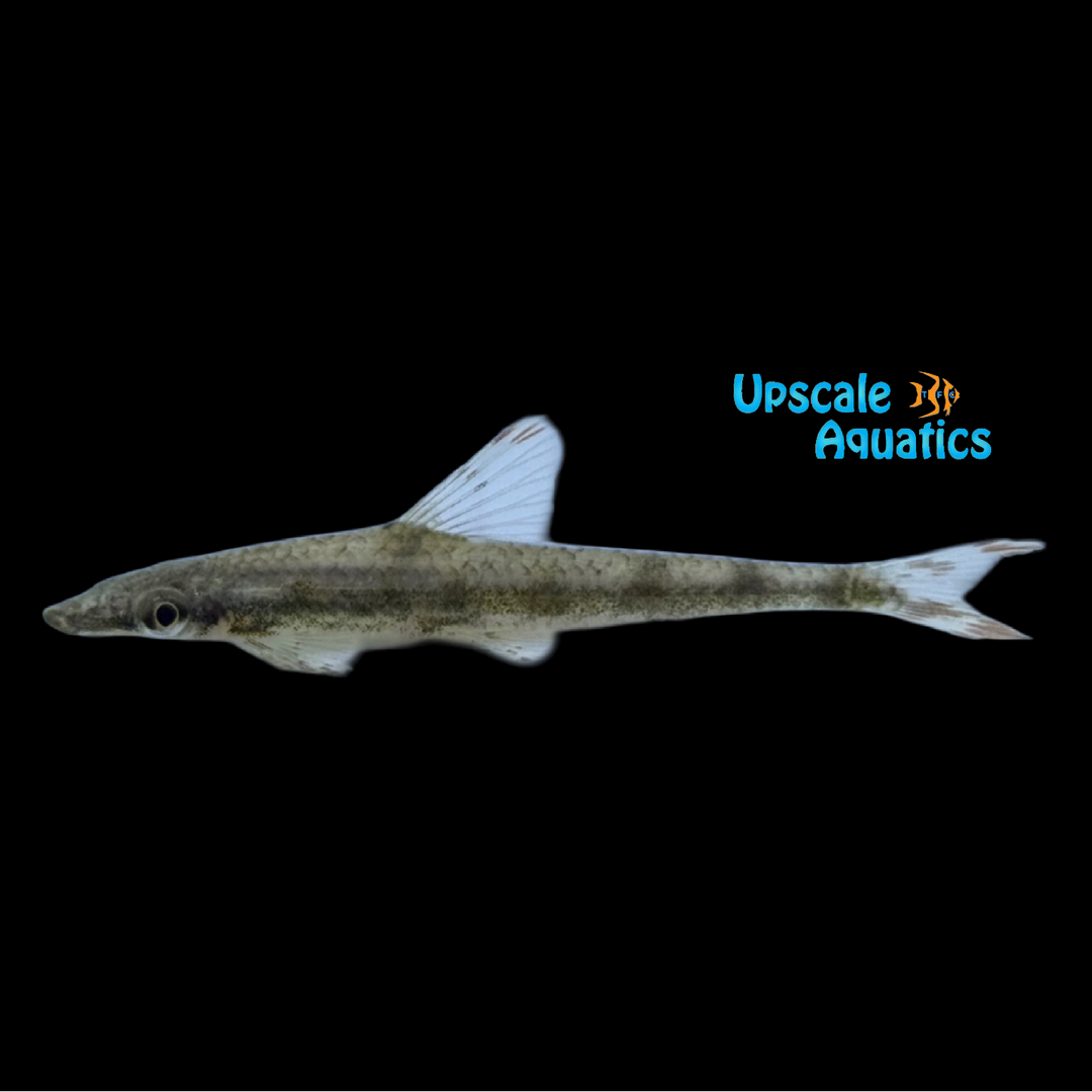 Indian Algae Eater (Psilorhynchus sucatio)