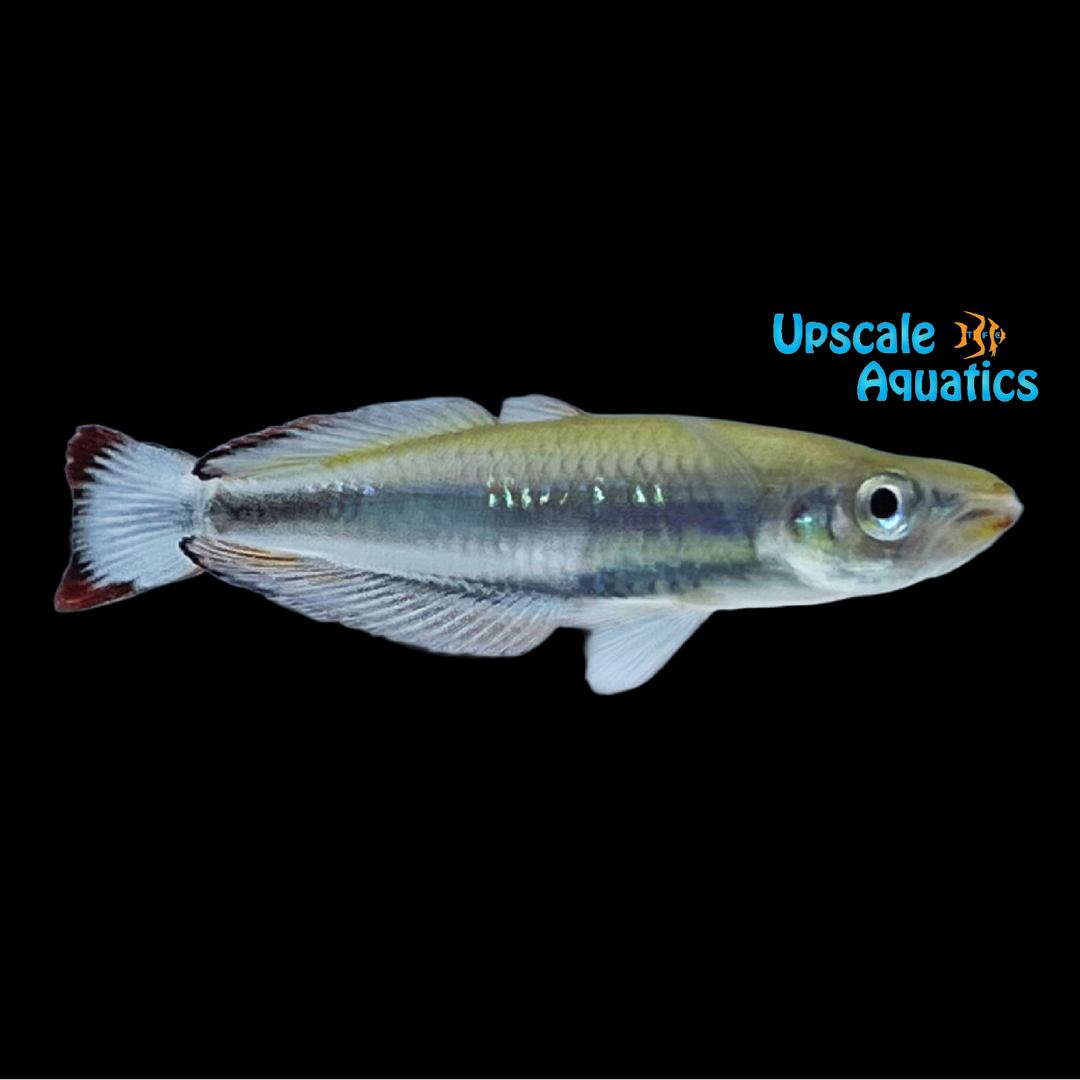 Redtail Madagascar Rainbowfish (Bedotia geayi)