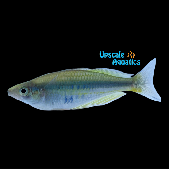 Alleni Rainbowfish 'Wapoga' (Chilatherina alleni)