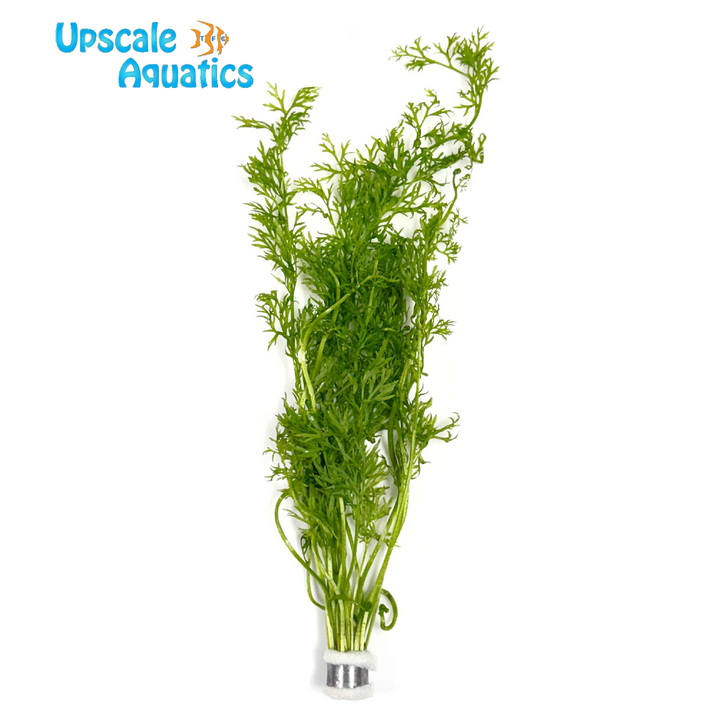 Laceleaf Water Sprite (Ceratopteris siliquosa)