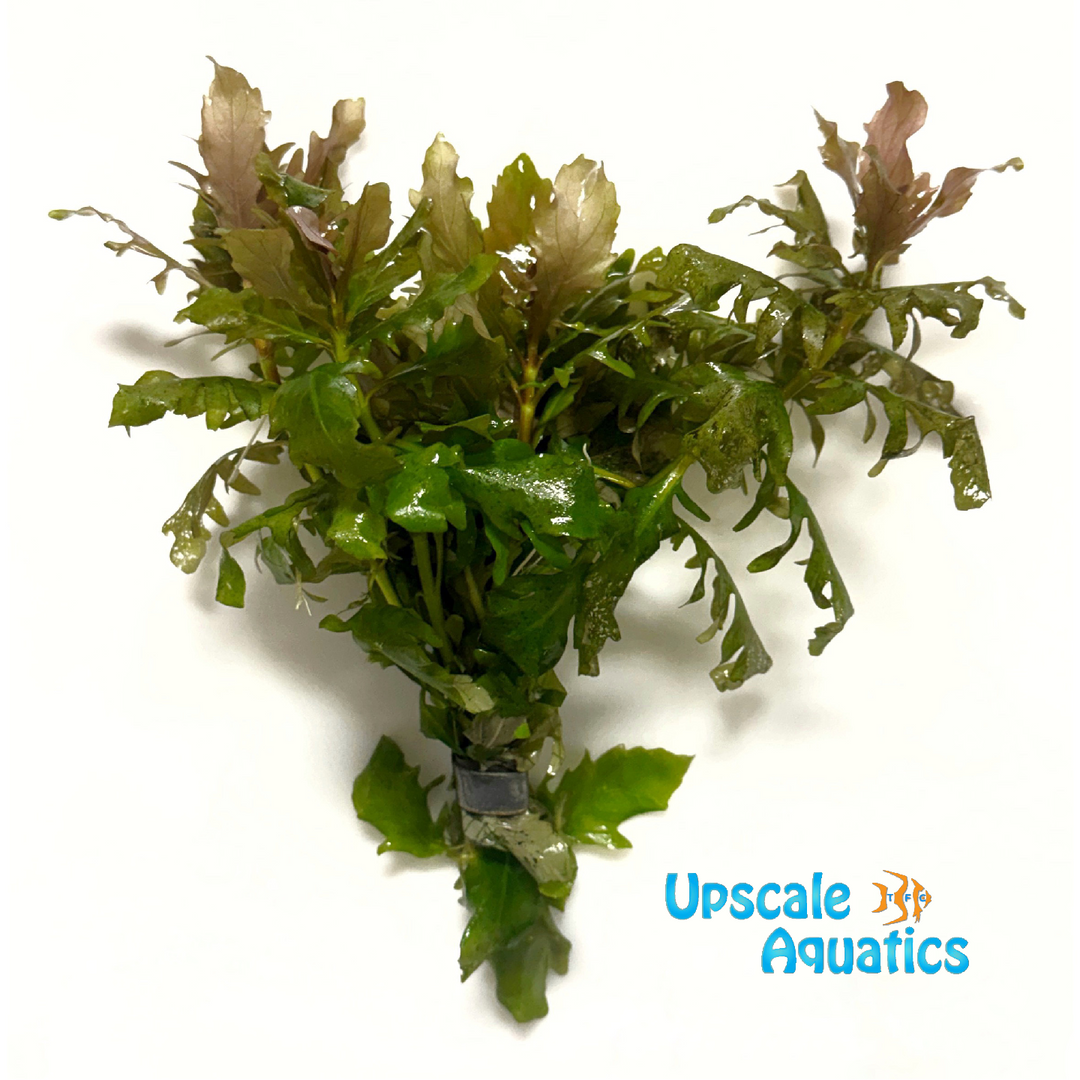 Pink Water Wisteria (Hygrophila difformis pink)