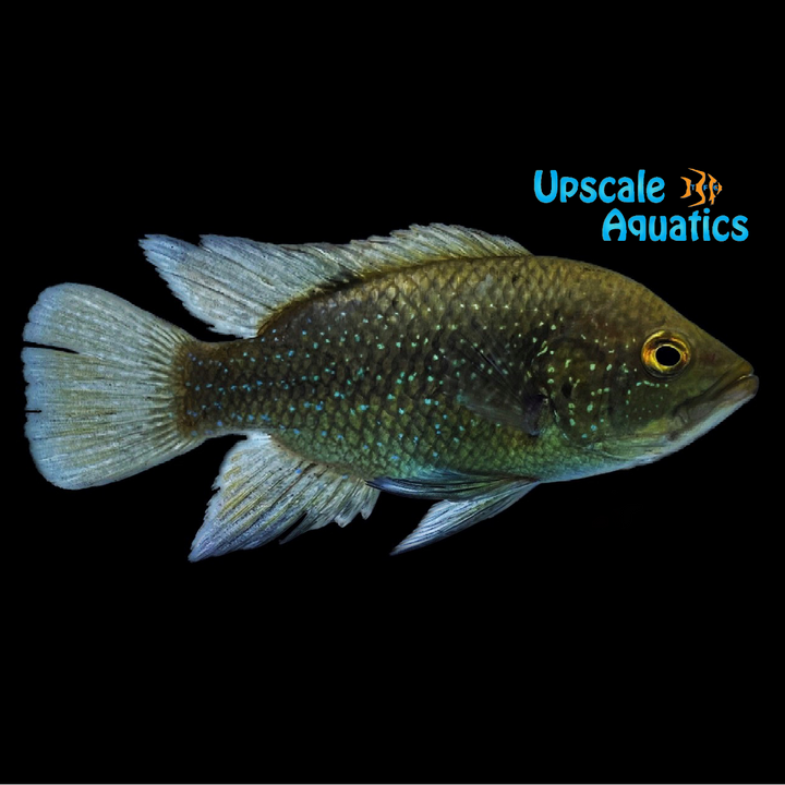 Polleni Cichlid 'Small Spot Fony' (Paratilapia polleni)