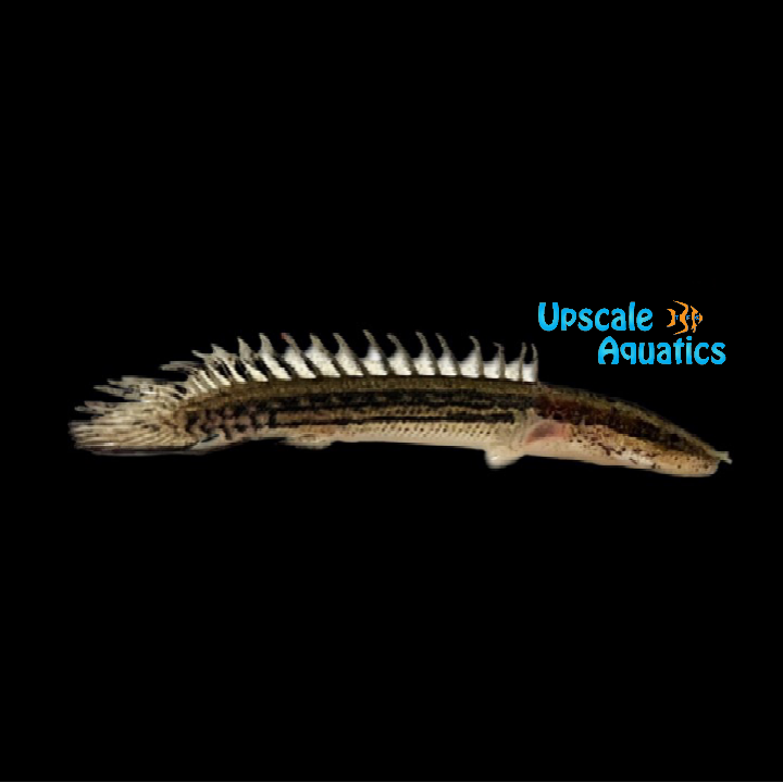 Lapradei Bichir (Polypterus lapradei)