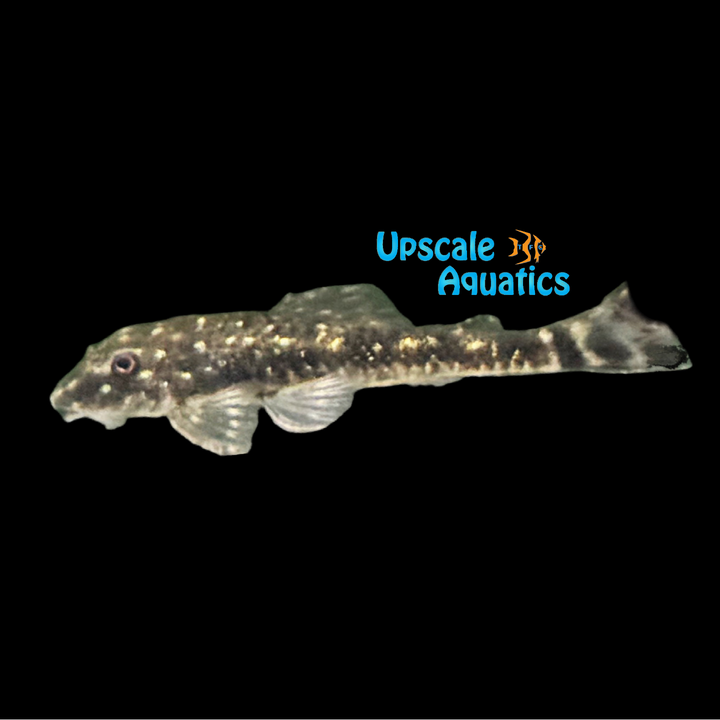Gold Spotted Otocinclus (Parotocinclus spilosoma)