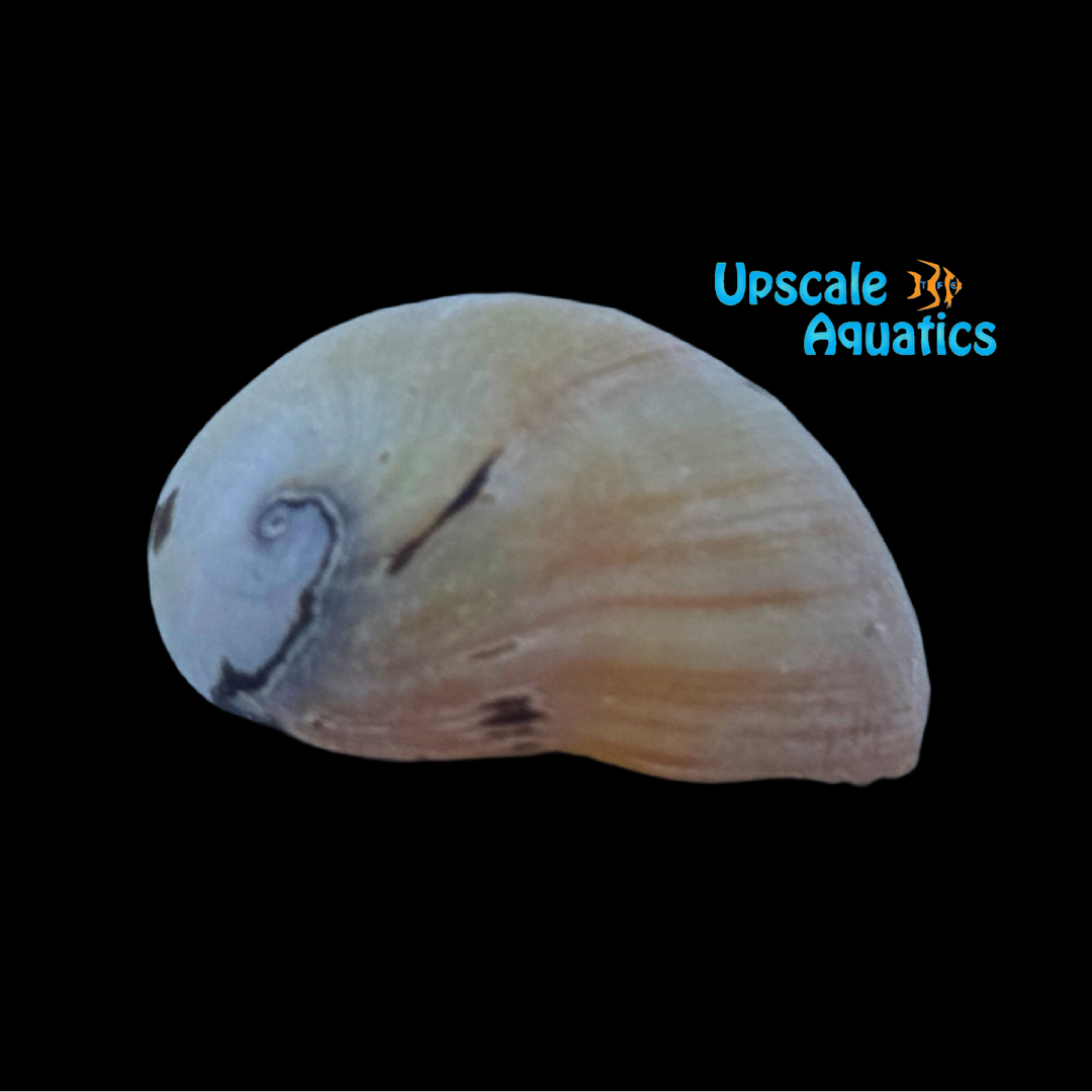 Pink Racer Nerite Snail (Neritina pulligera sp.)