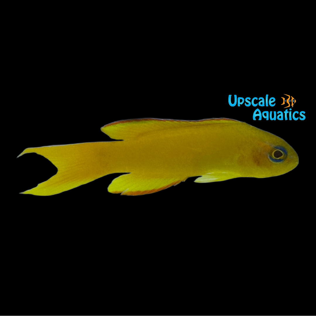 Yellow Assessor Basslet (Assessor flavissimus)