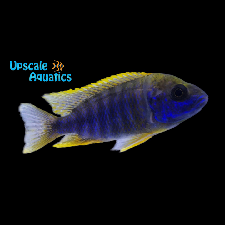 Lemon Jake Peacock (Aulonocara jacobfreibergi 'Undu Reef')
