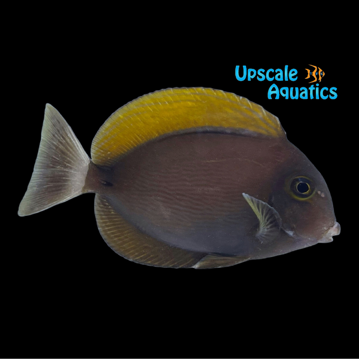Bariene Tang (Acanthurus bariene)