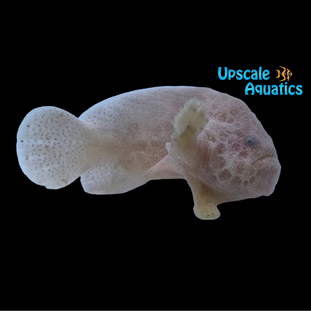Sponge Angler (Histiophryne pogonia)
