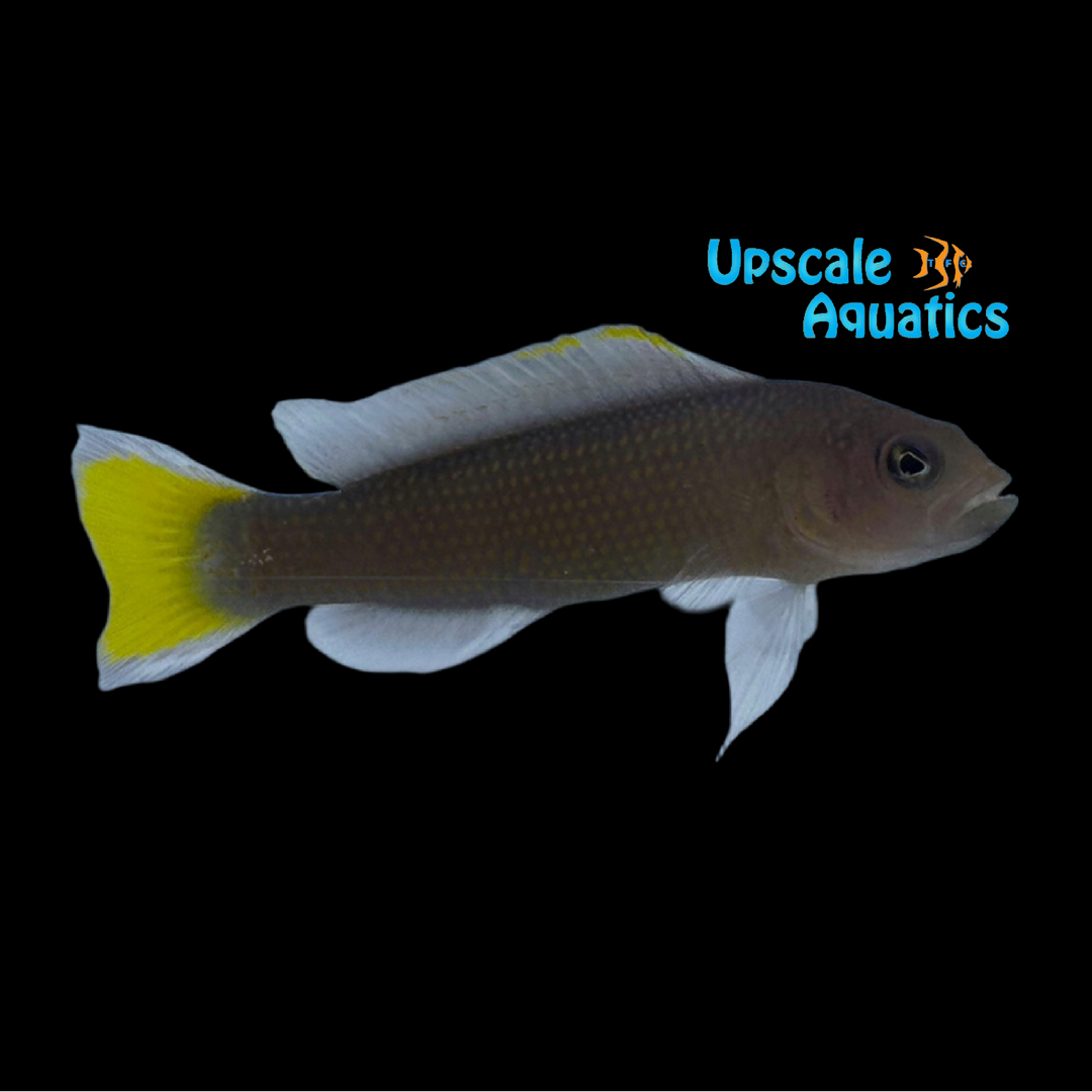 Marshall Island Dottyback (Pseudochromis marshallensis)