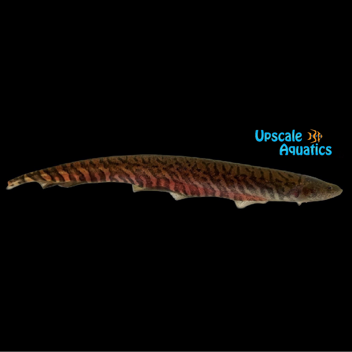 Banded Knifefish (Gymnotus carapo)