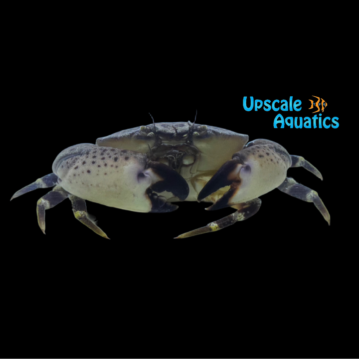 Stone Crab (Menippe mercenaria)