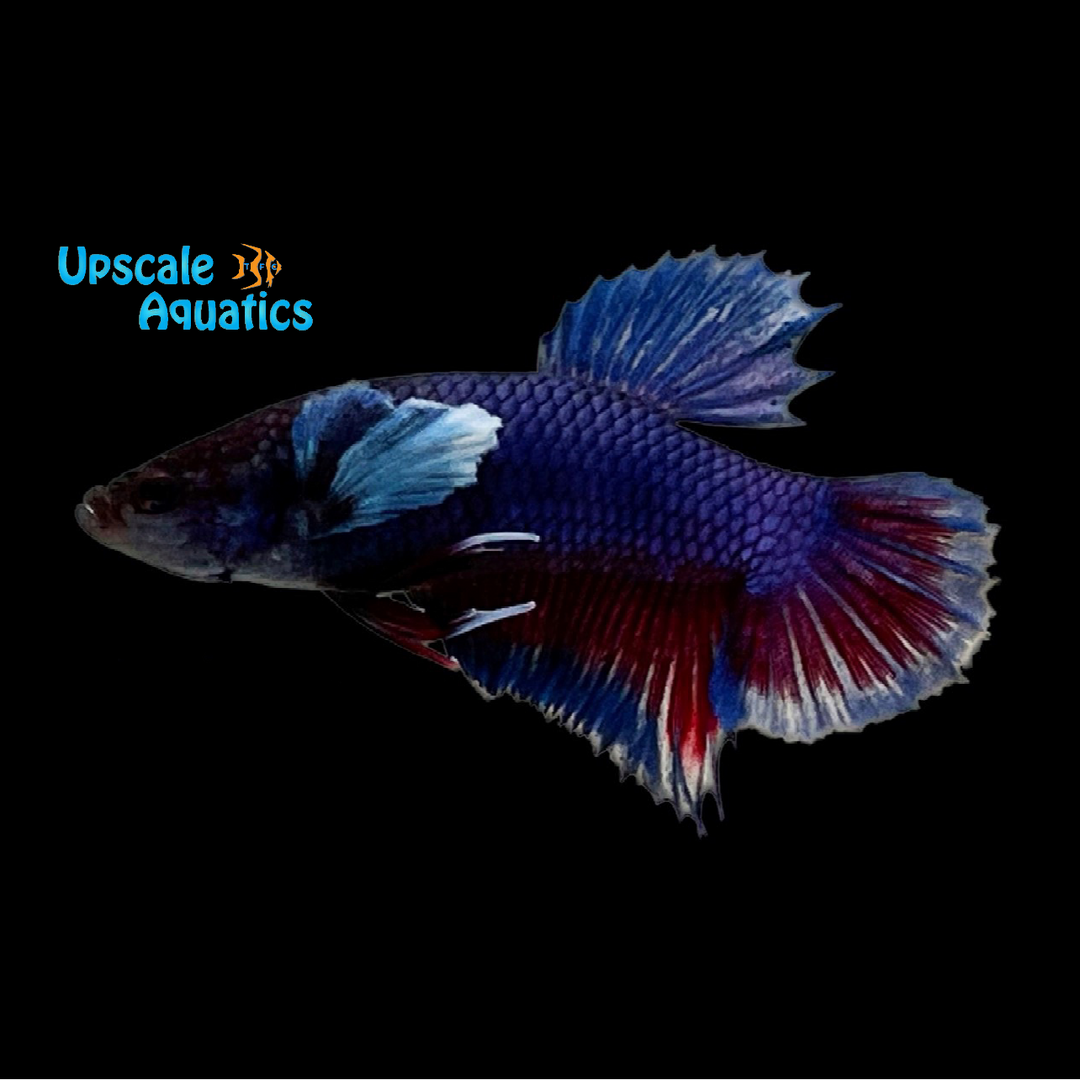 Dumbo Plakat Betta - Male (Betta splendens)