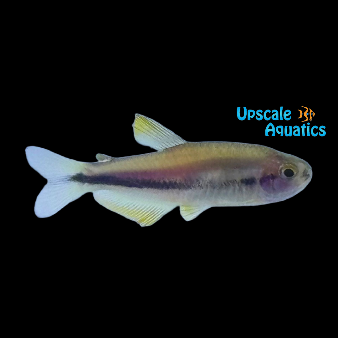 Yellow & Orange Emperor Tetra (Inpaichthys kerri sp.)