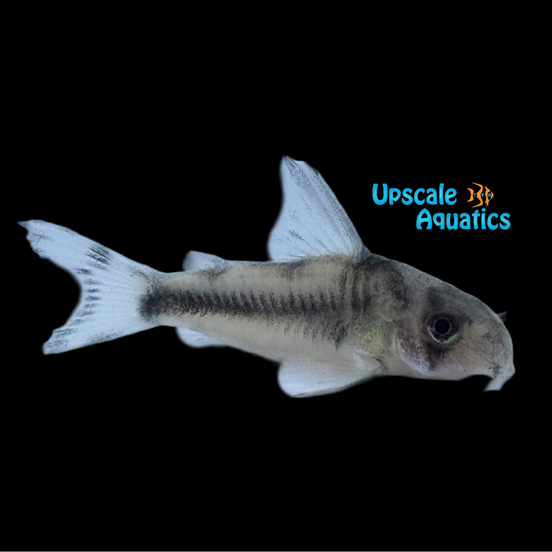 Boeseman's Cory 'Captive Bred' (Hoplisoma boesemani)