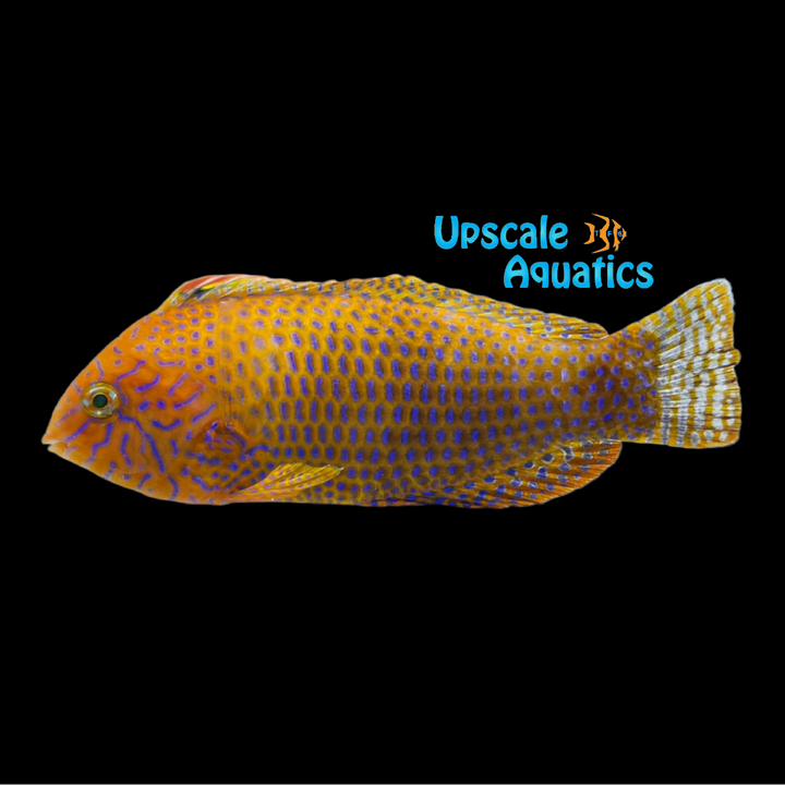 Potter's Wrasse (Macropharyngodon geoffroyi)