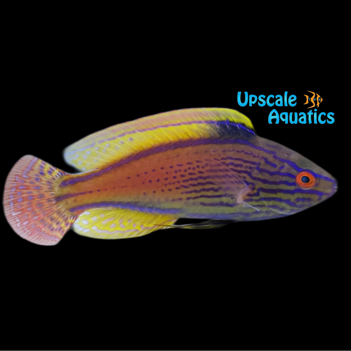Lineatus Fairy Wrasse (Cirrhilabrus lineatus)