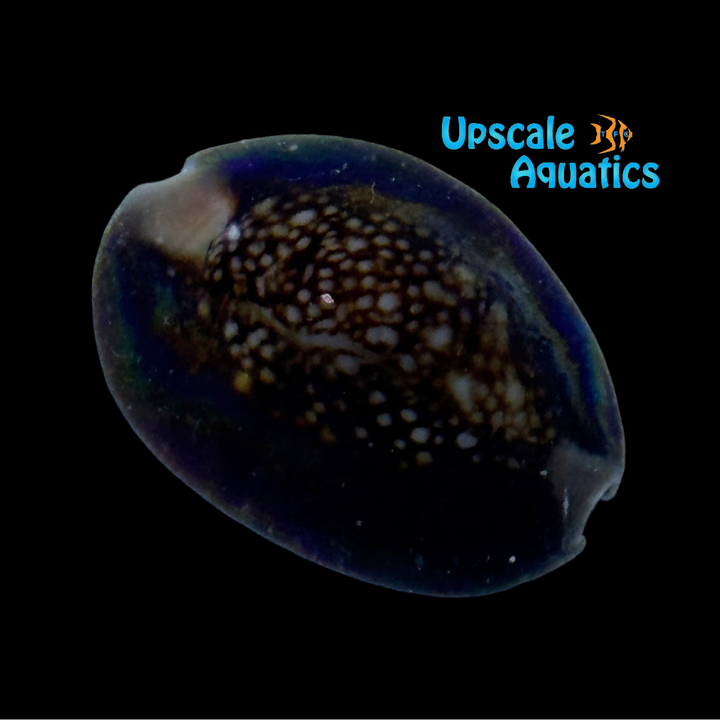 Humpback Cowrie Snail (Mauritia mauritiana)