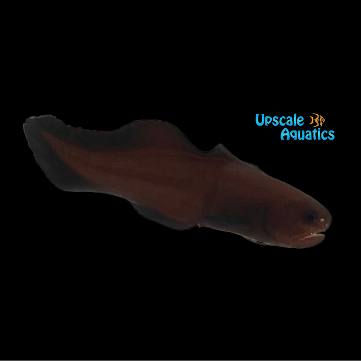 Black Widow Cusk Eel (Stygnobrotula latebricola)