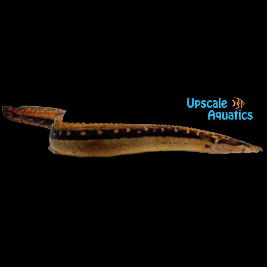 Black Pearly Spiny Eel (Mastacembelus notophthalmus)