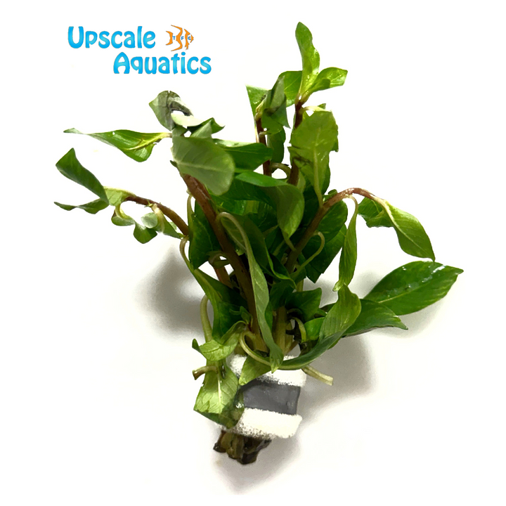 Twister Ludwigia (Ludwigia inclinata verticillata curly)