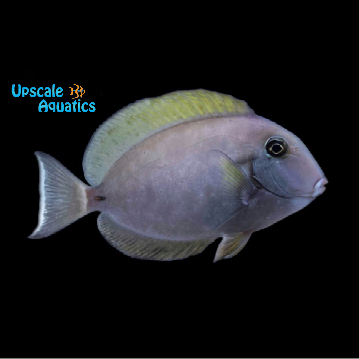 Epaulette Surgeonfish (Acanthurus nigricauda)