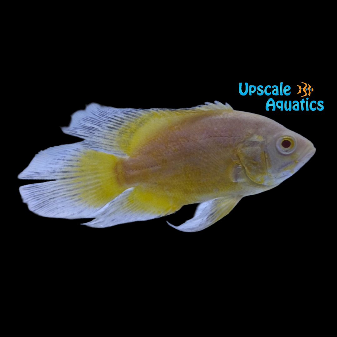 Longfin Lemon Oscar (Astronotus ocellatus)